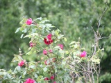 Tn IMG 5724